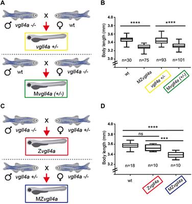 Maternal vgll4a regulates zebrafish epiboly through Yap1 activity